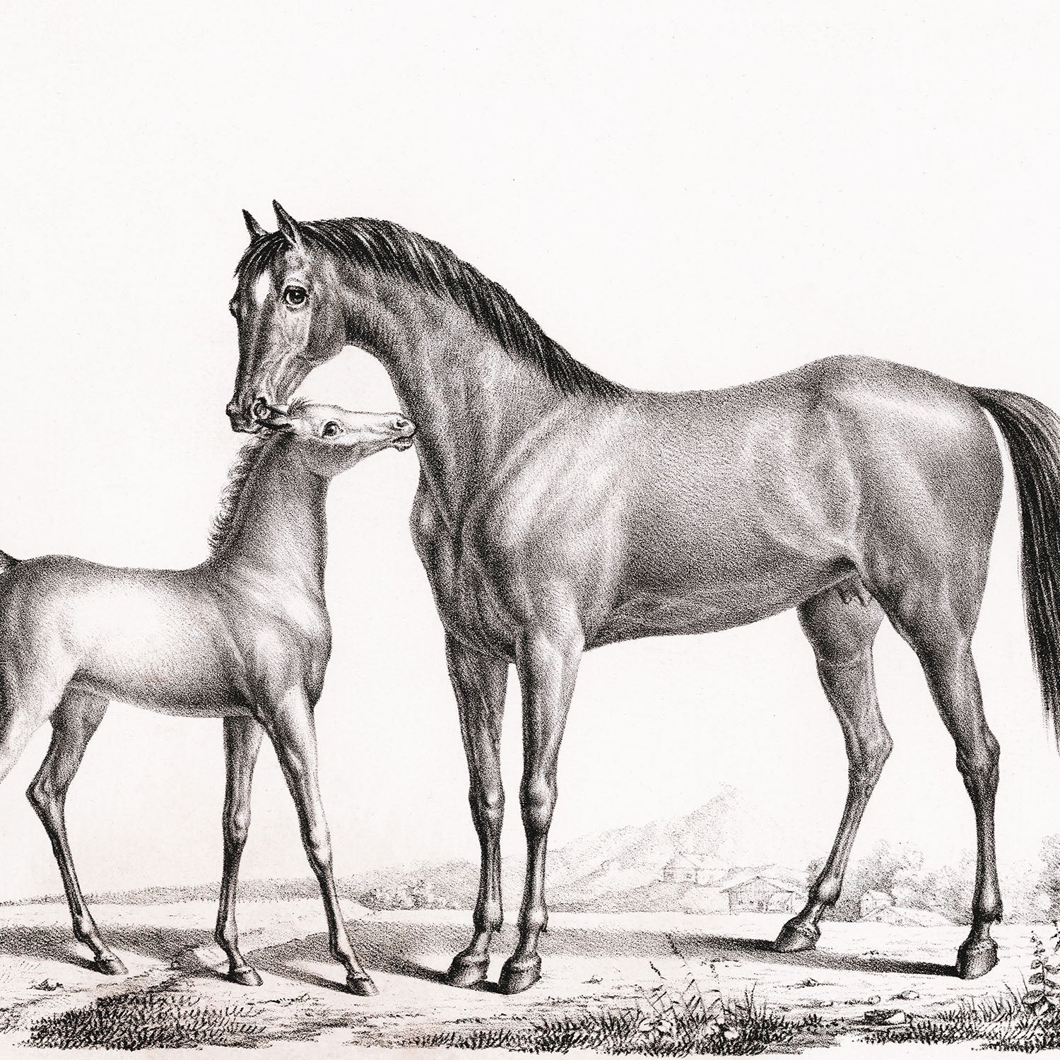 eclipse and her foal