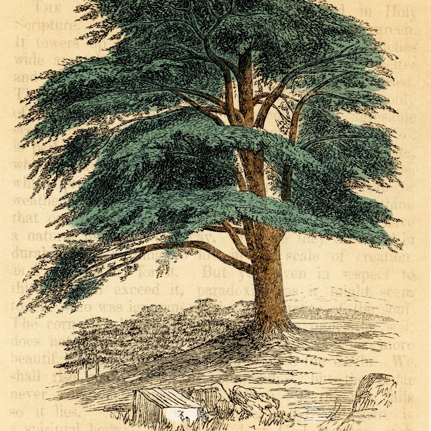 the cedar tree
