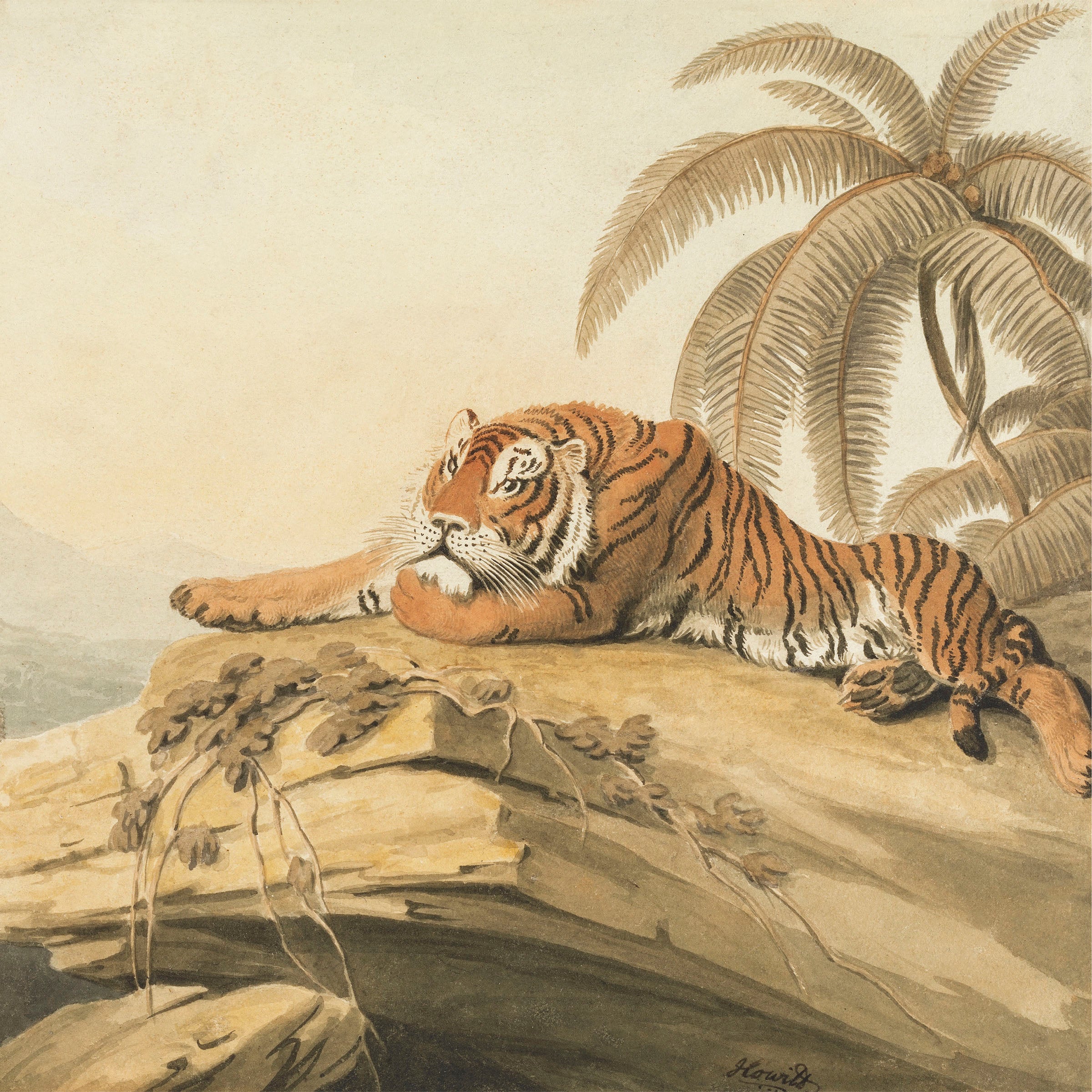 tiger at rest