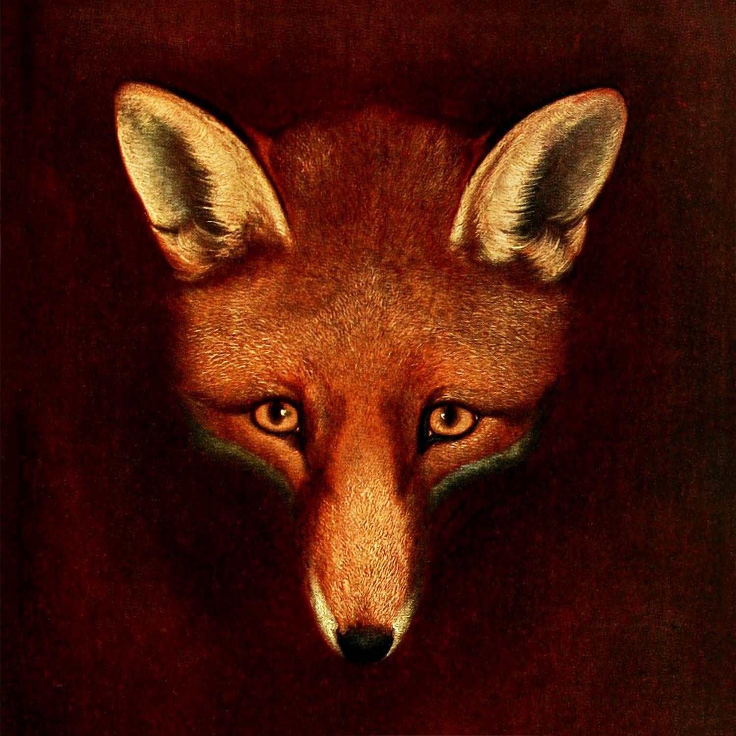 sporting fox