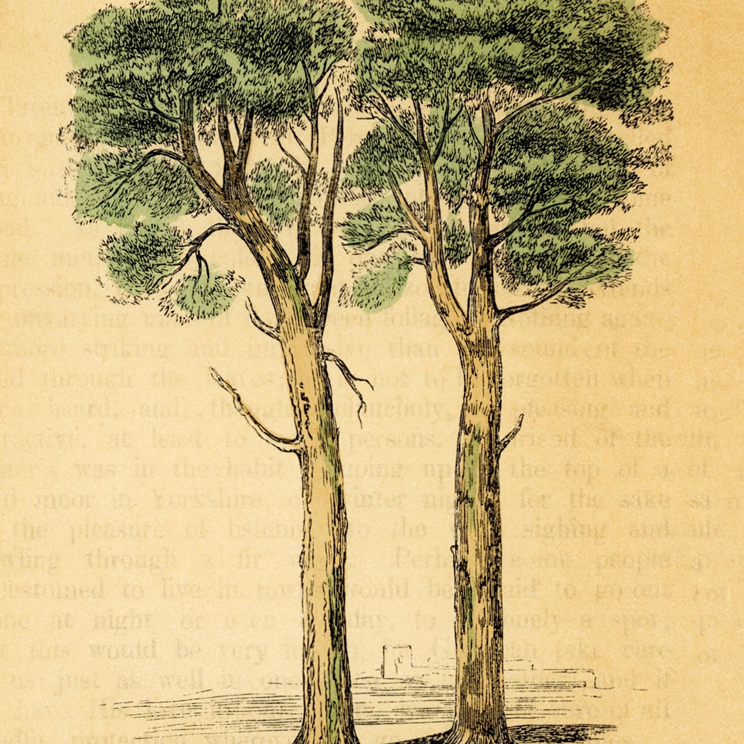 the pine tree