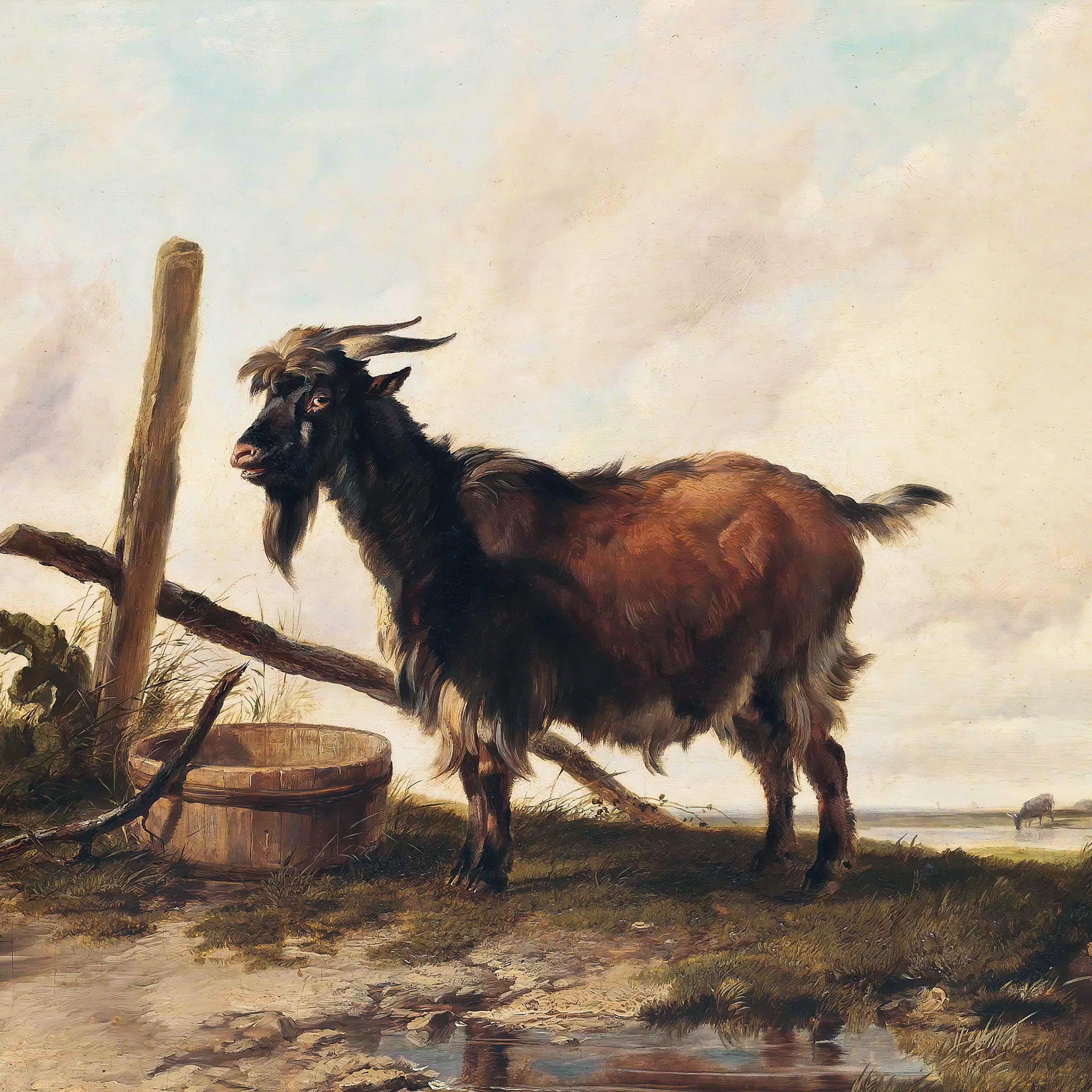goat in the landscape