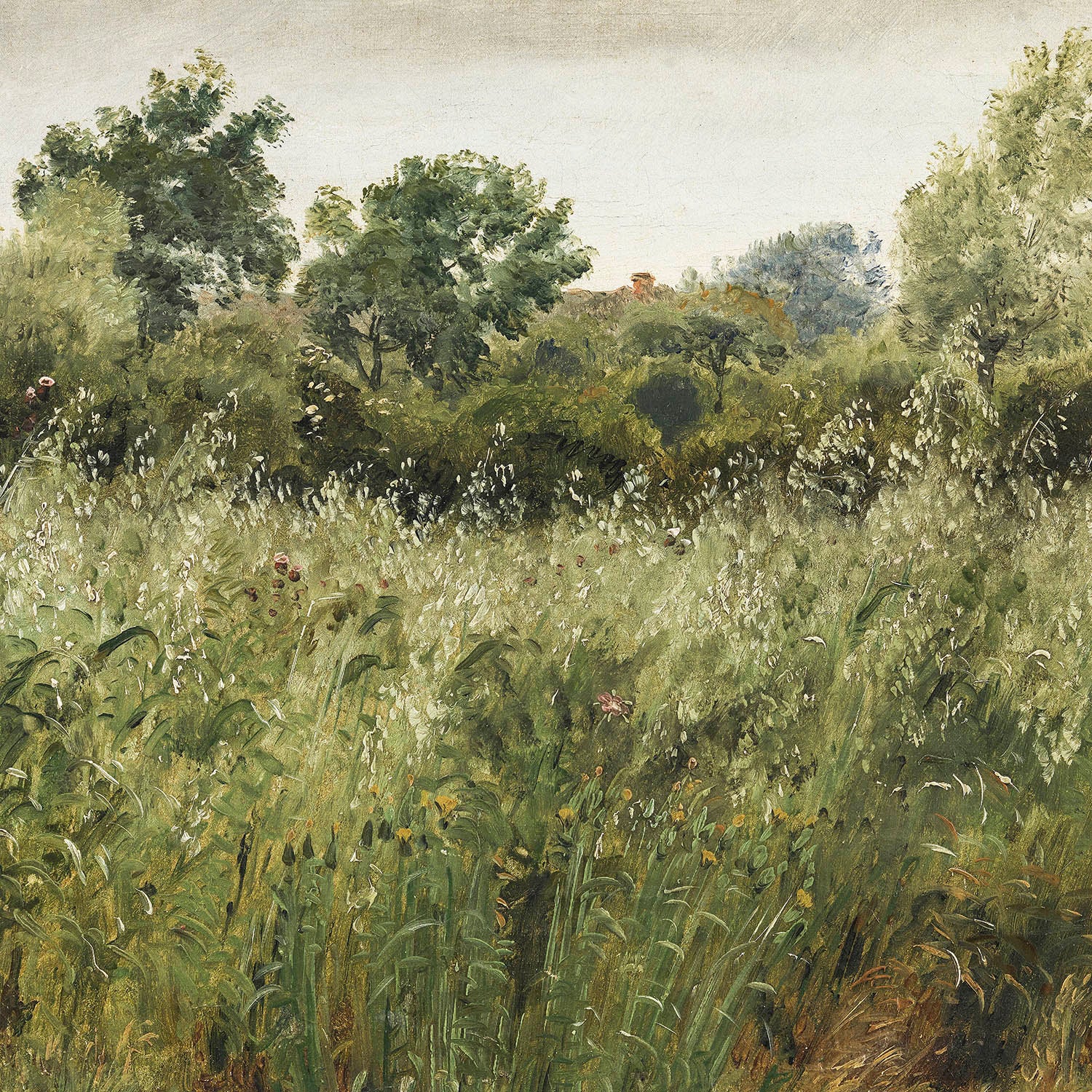 oat field