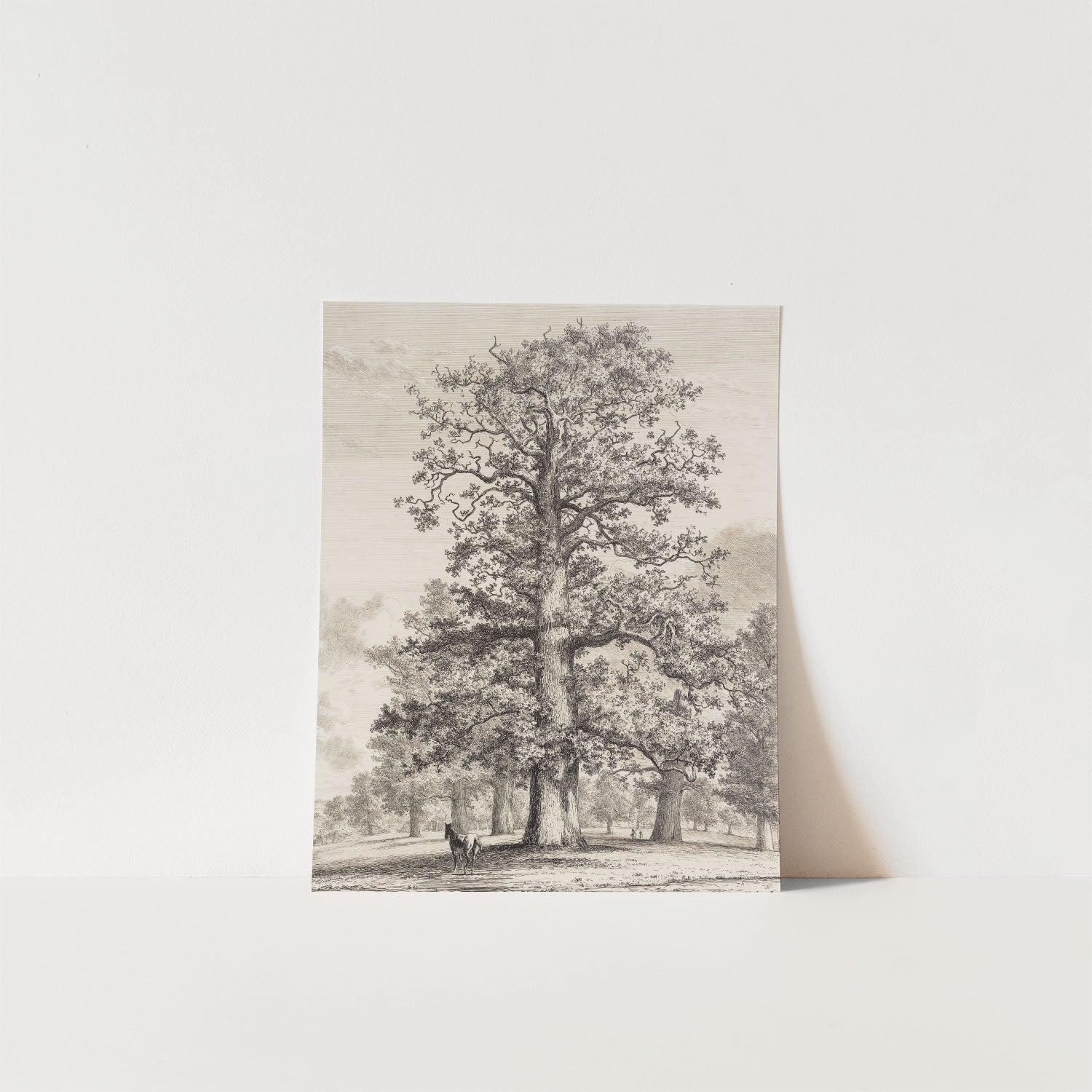 the tall oak at fredville