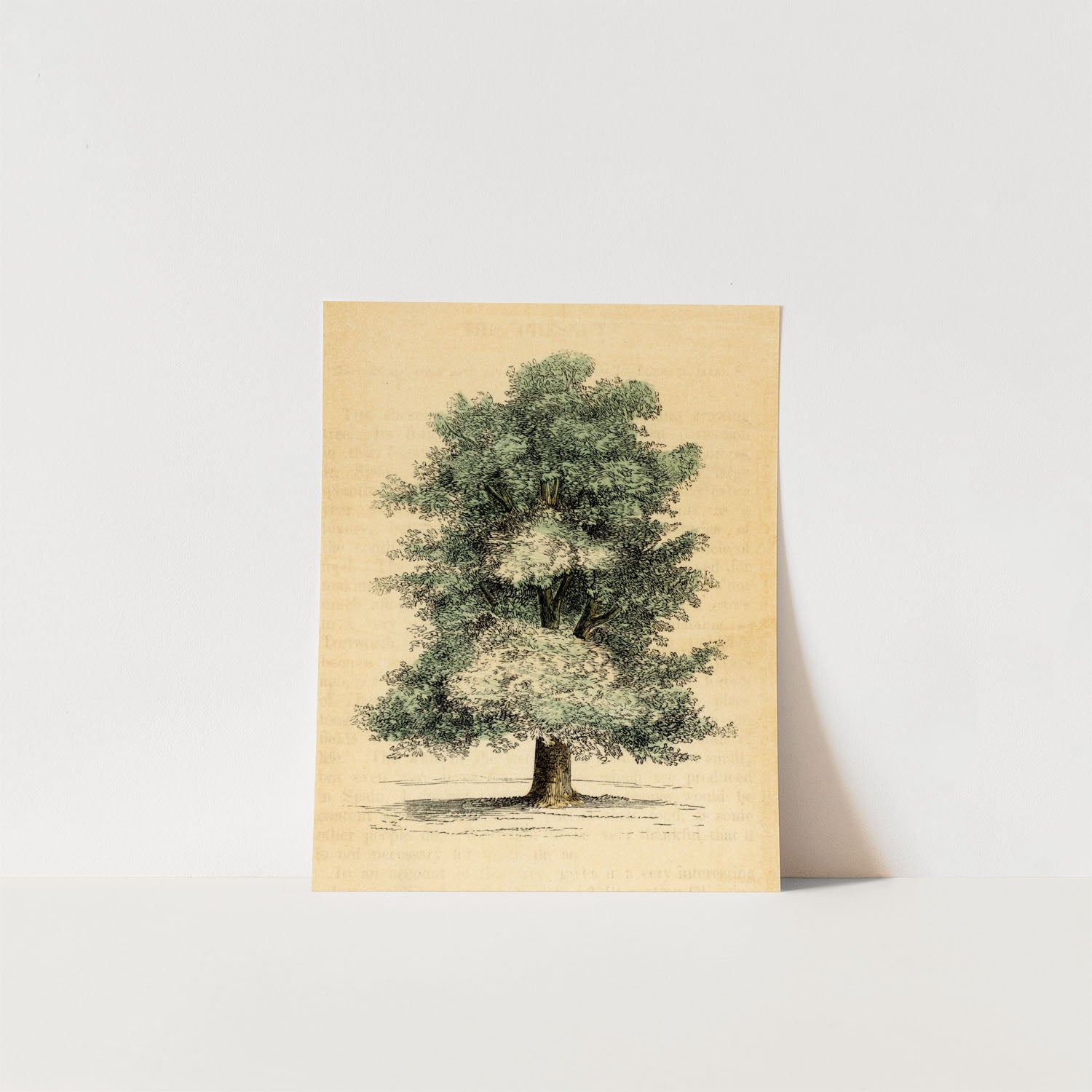 the chestnut tree