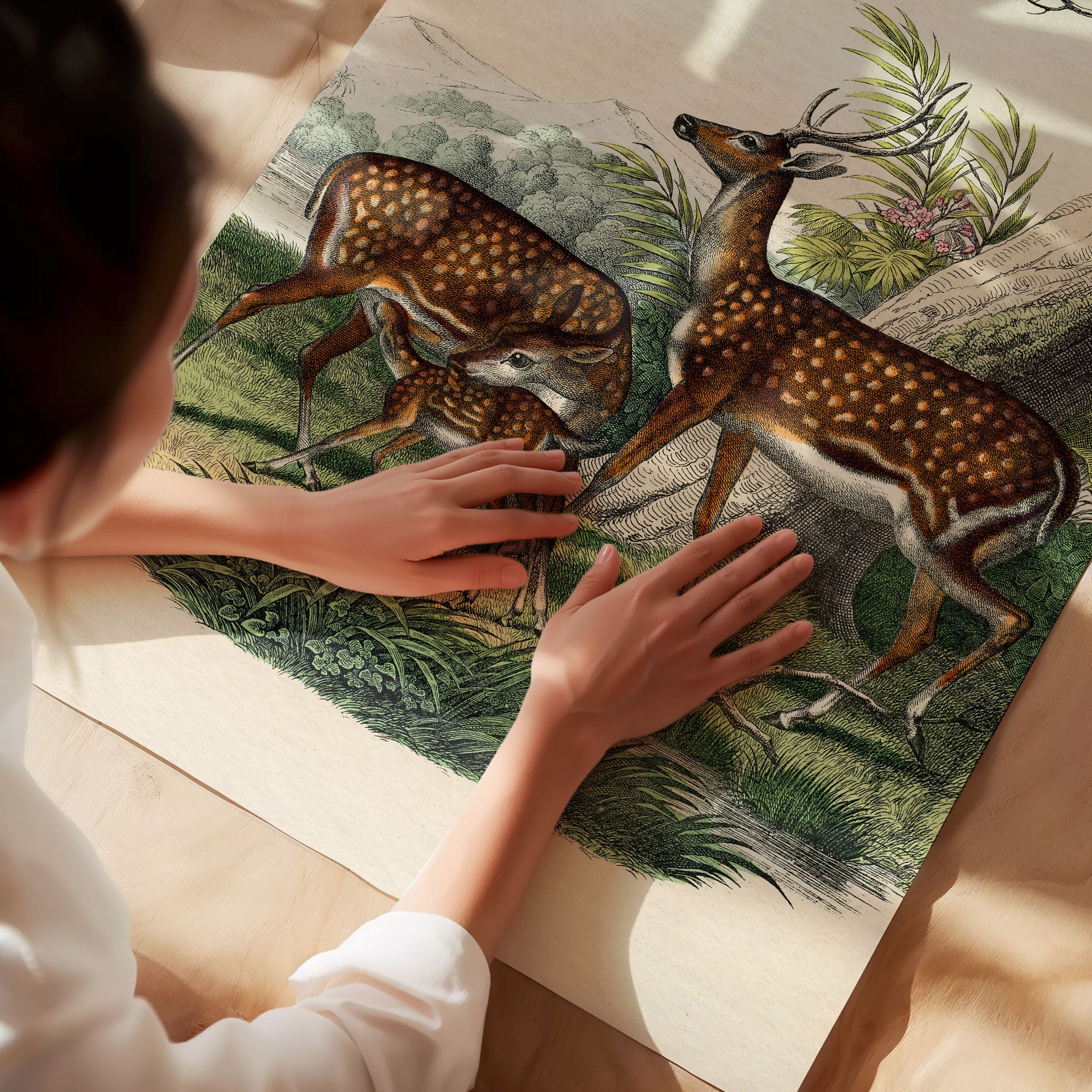 family of deer