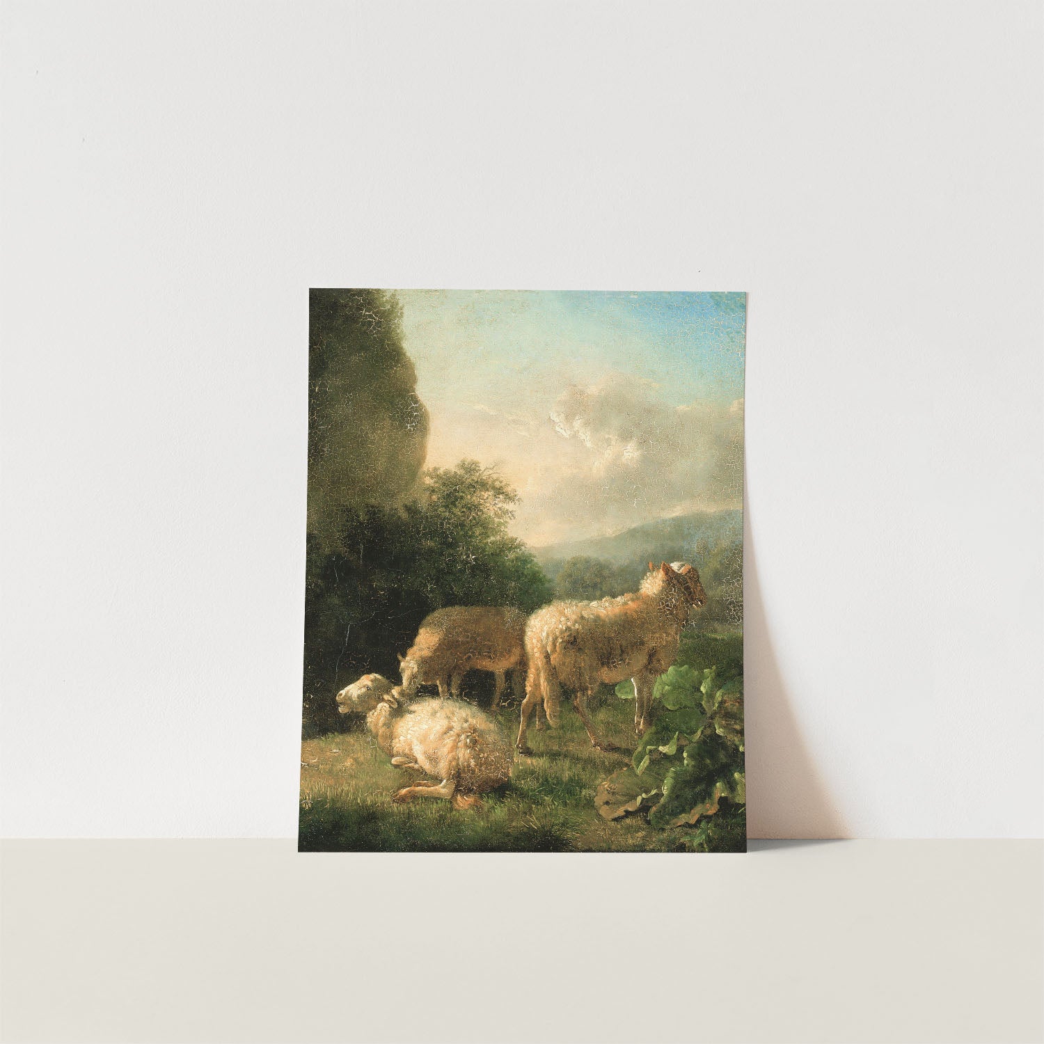 sheep