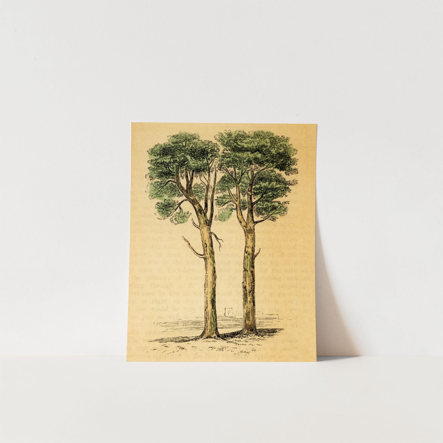 the pine tree