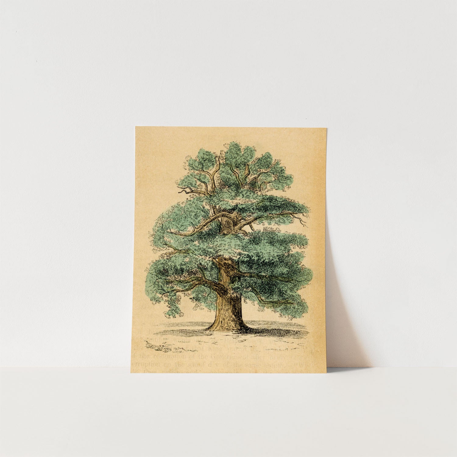 the oak tree