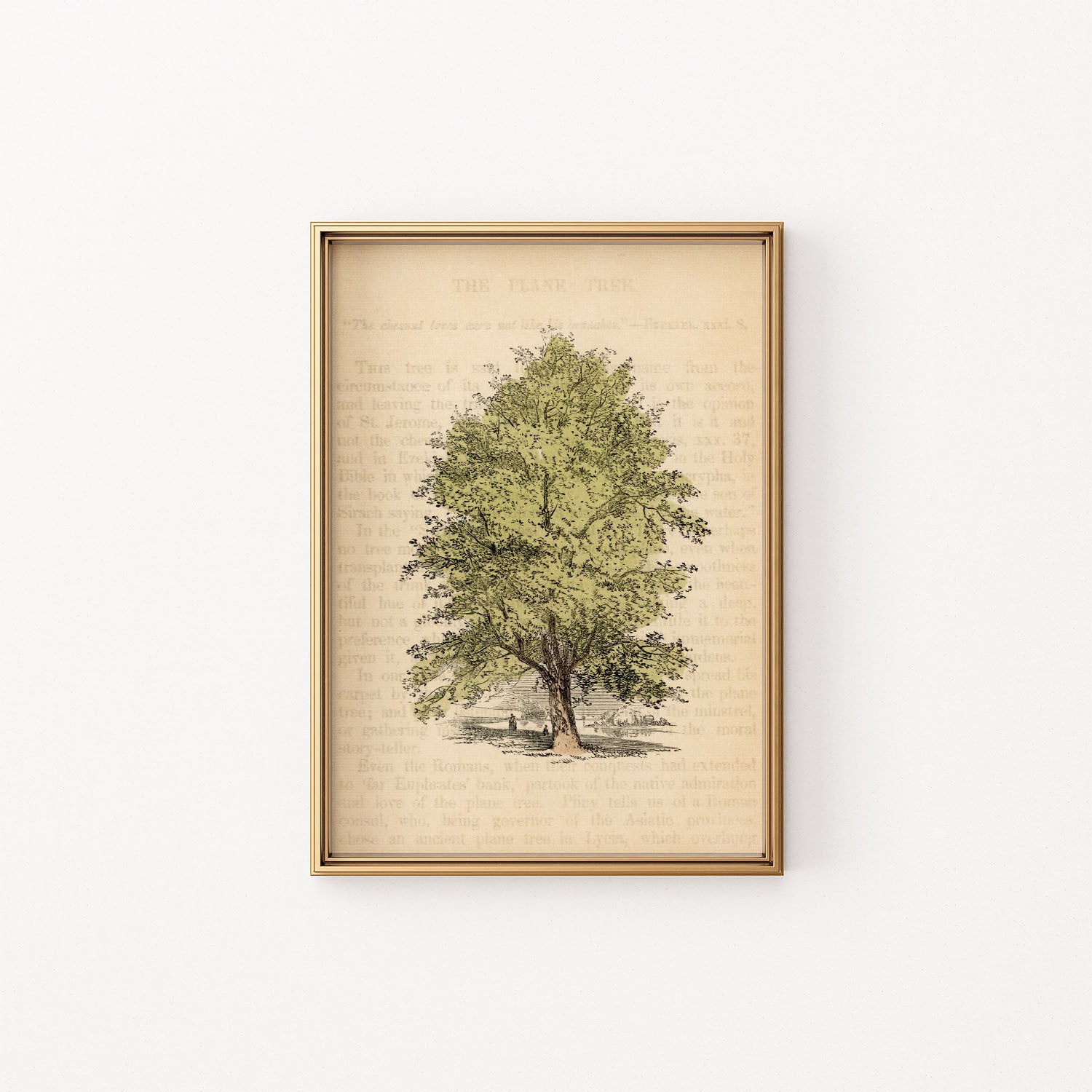 the plane tree