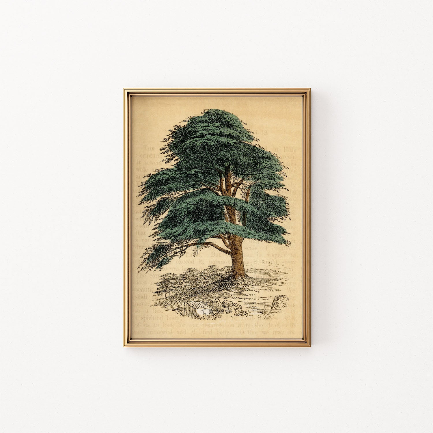 the cedar tree