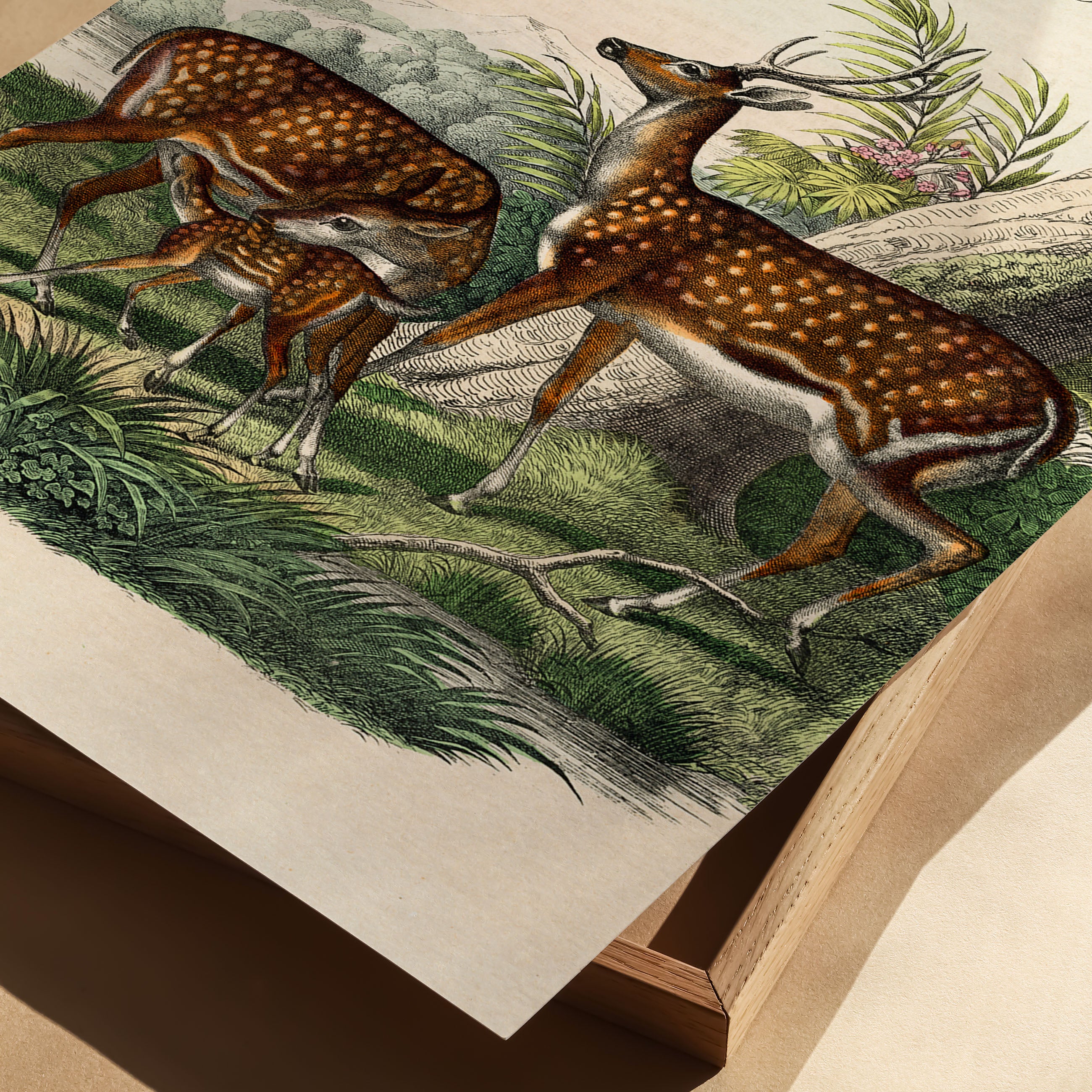 family of deer