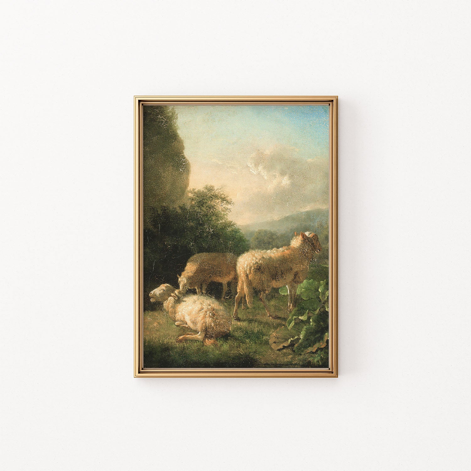 sheep