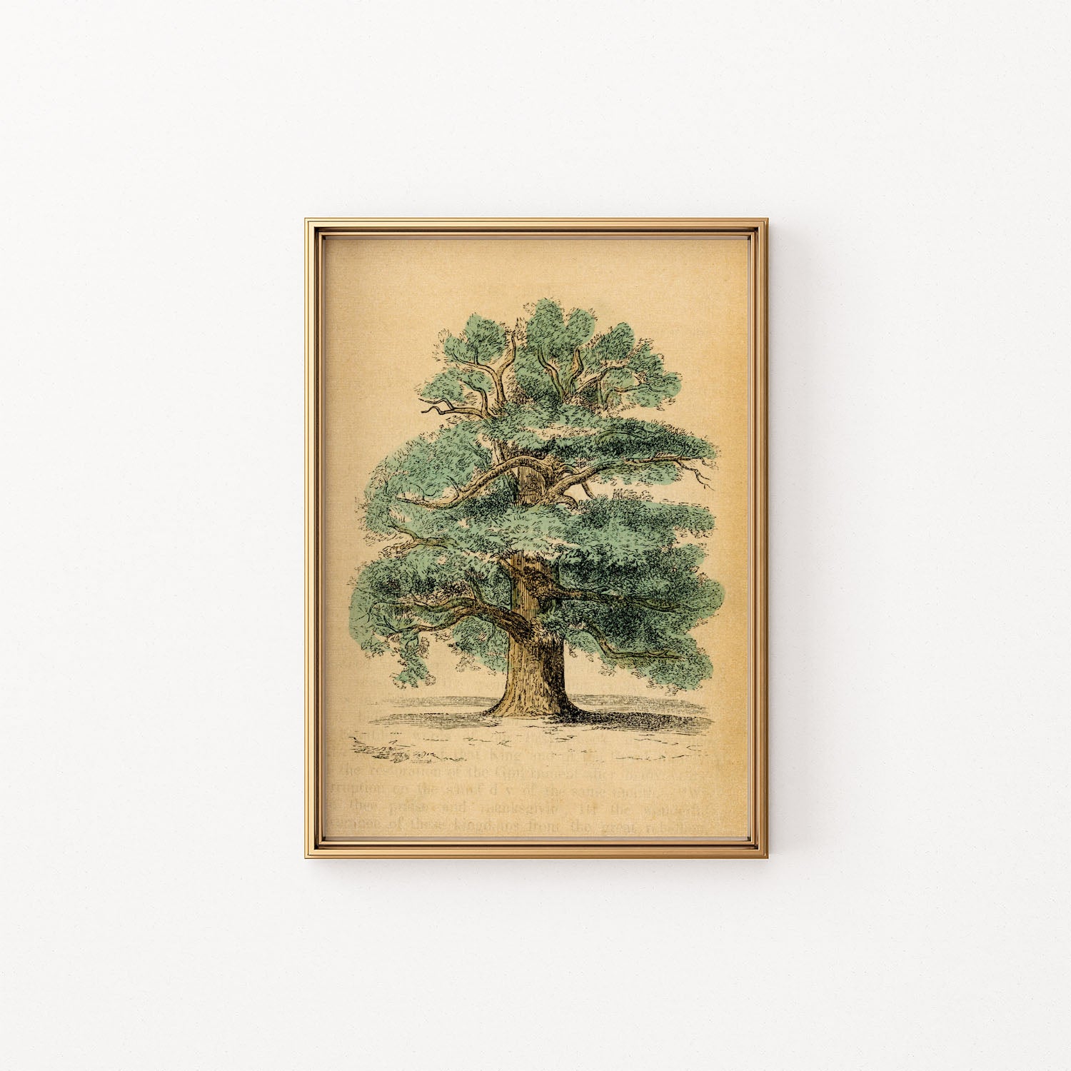 the oak tree