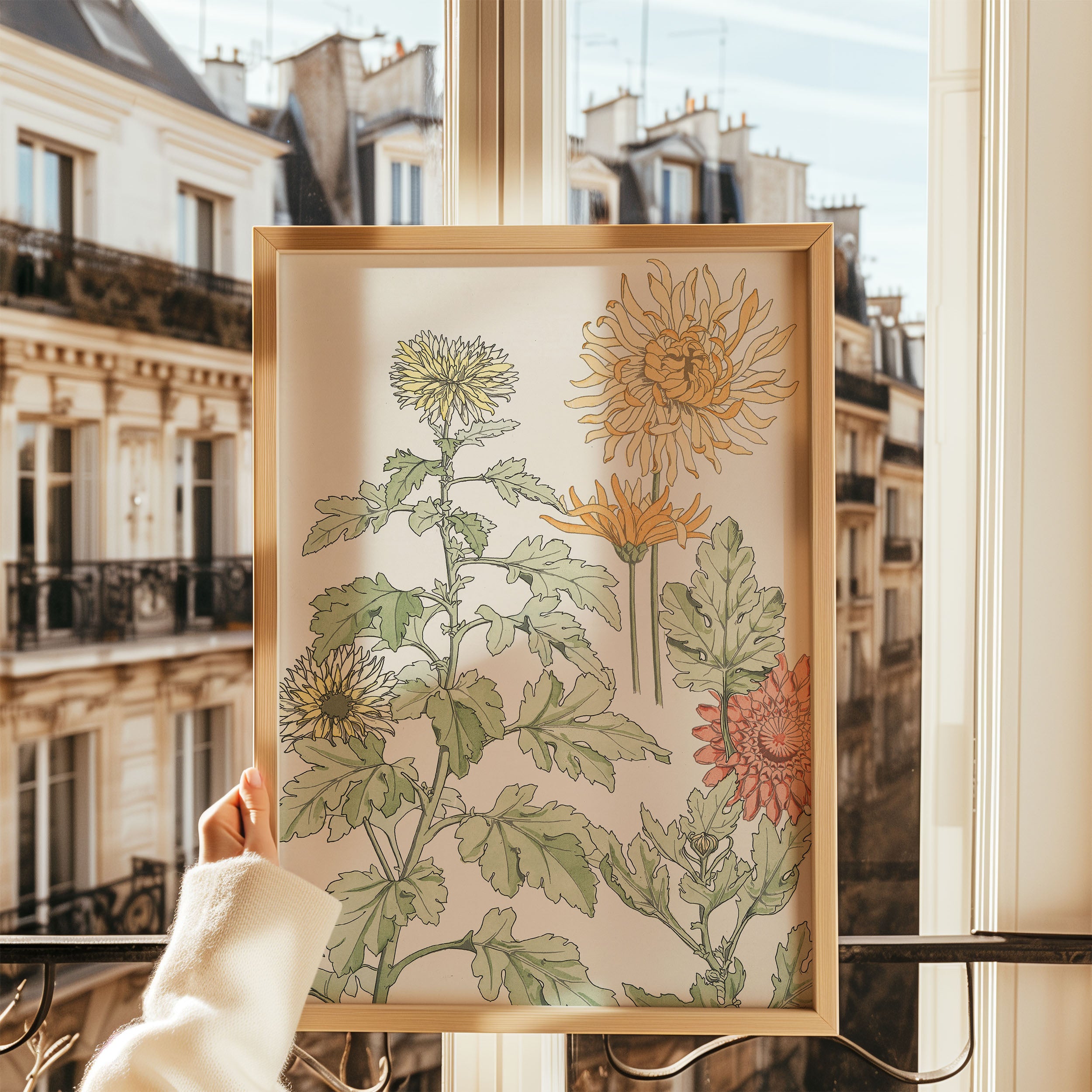 chrysanthème