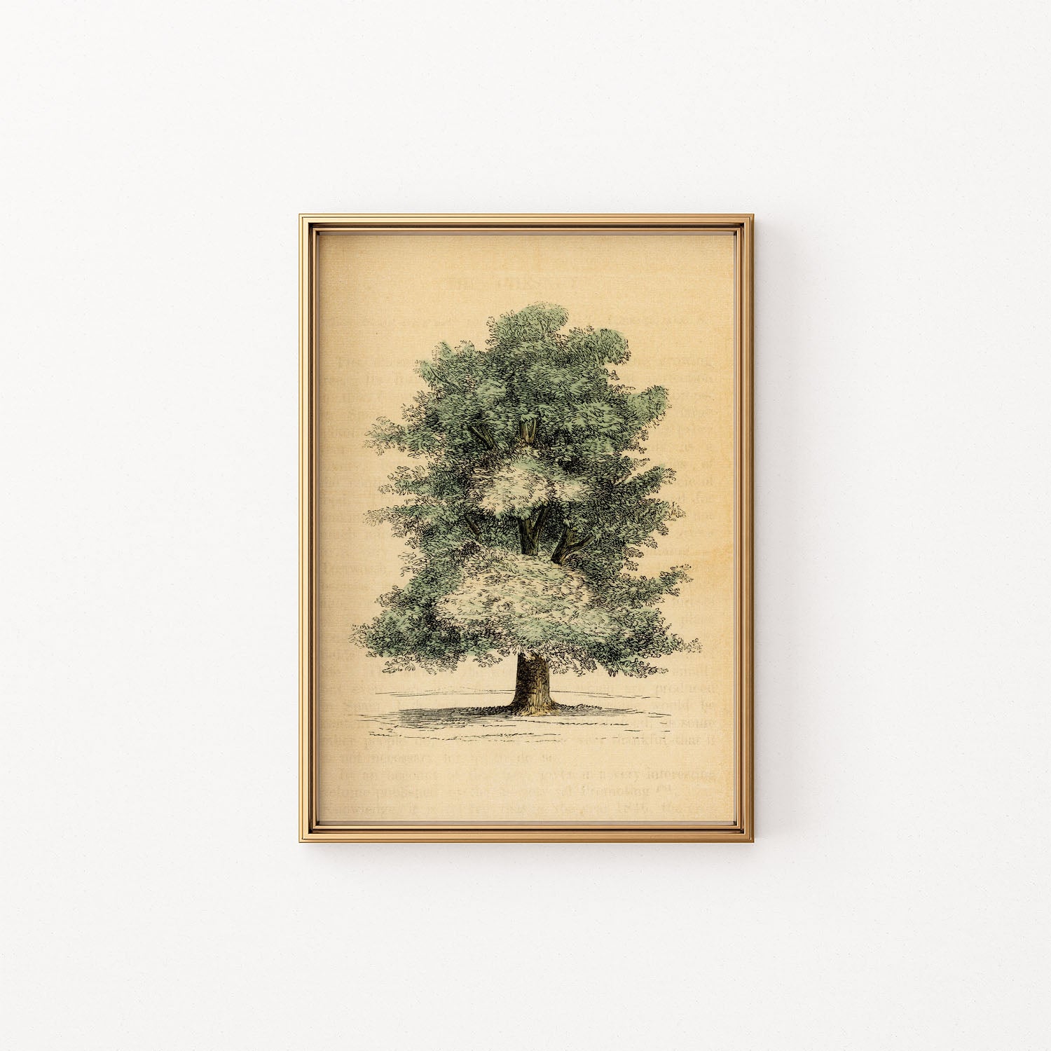 the chestnut tree