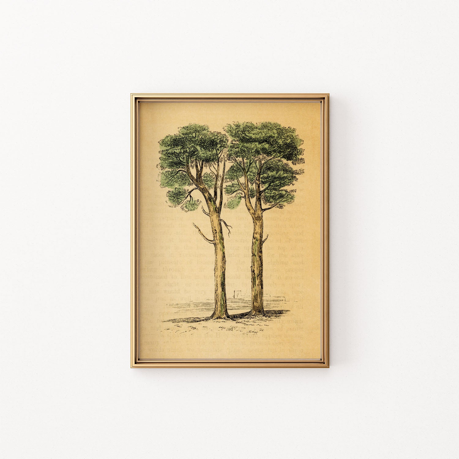 the pine tree