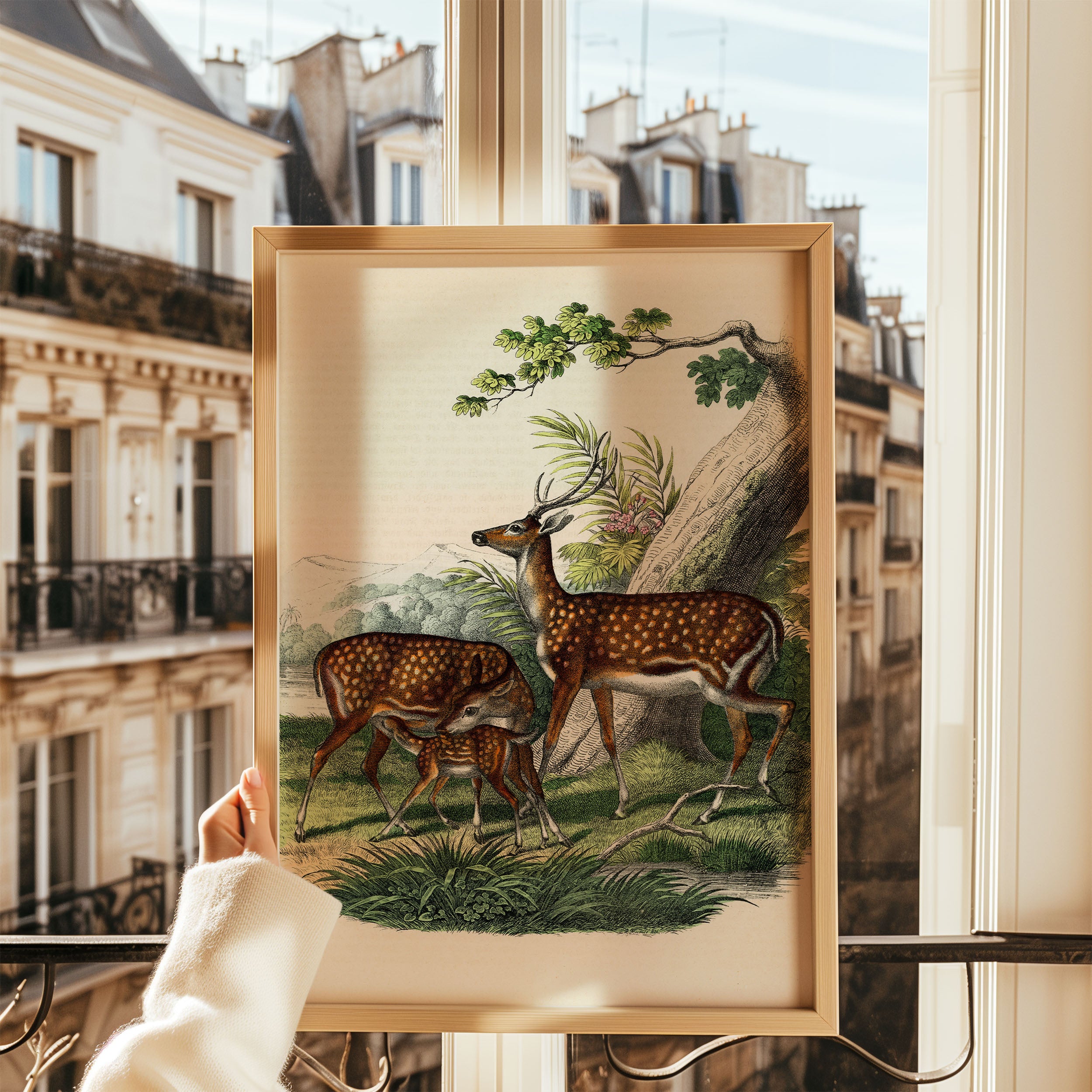 family of deer