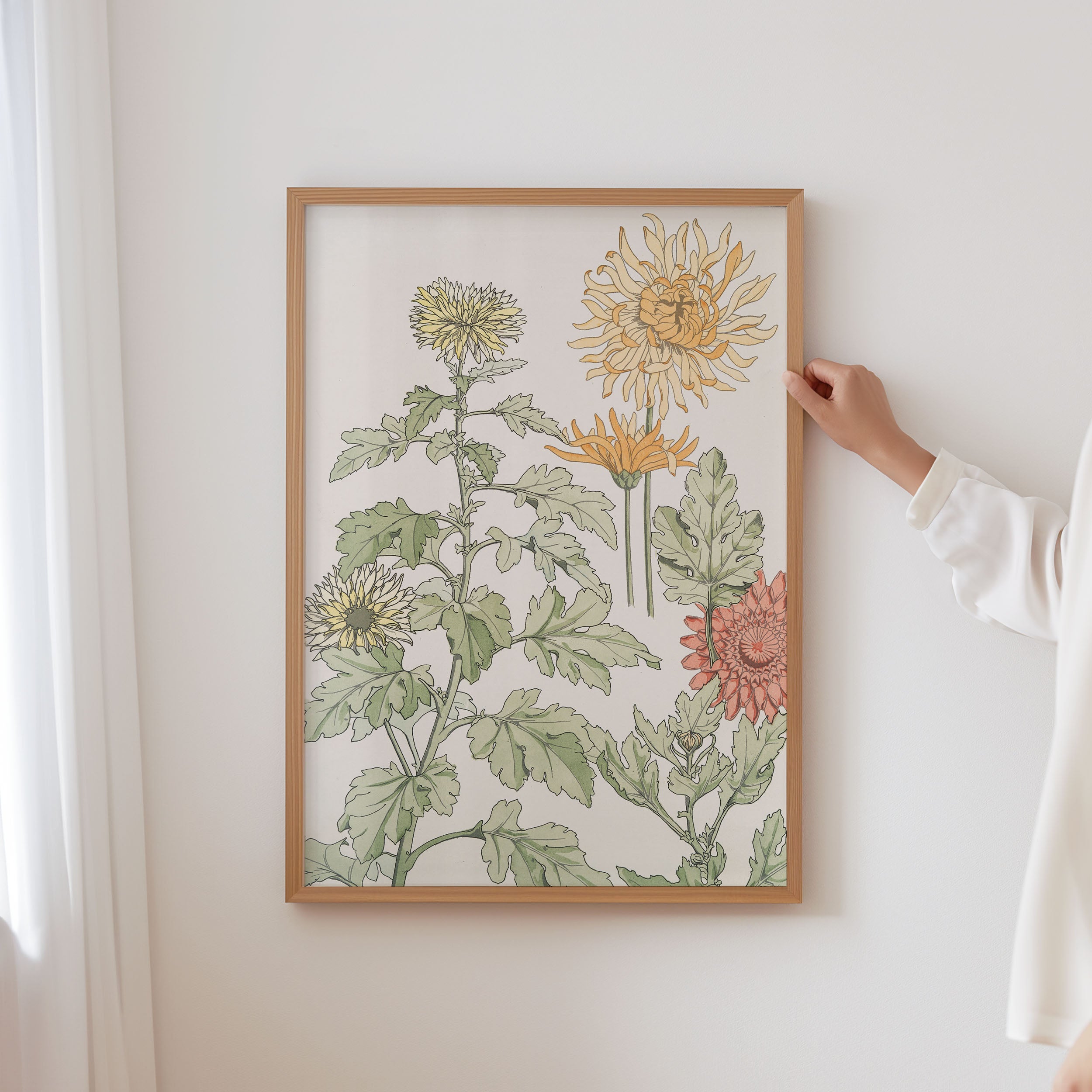 chrysanthème
