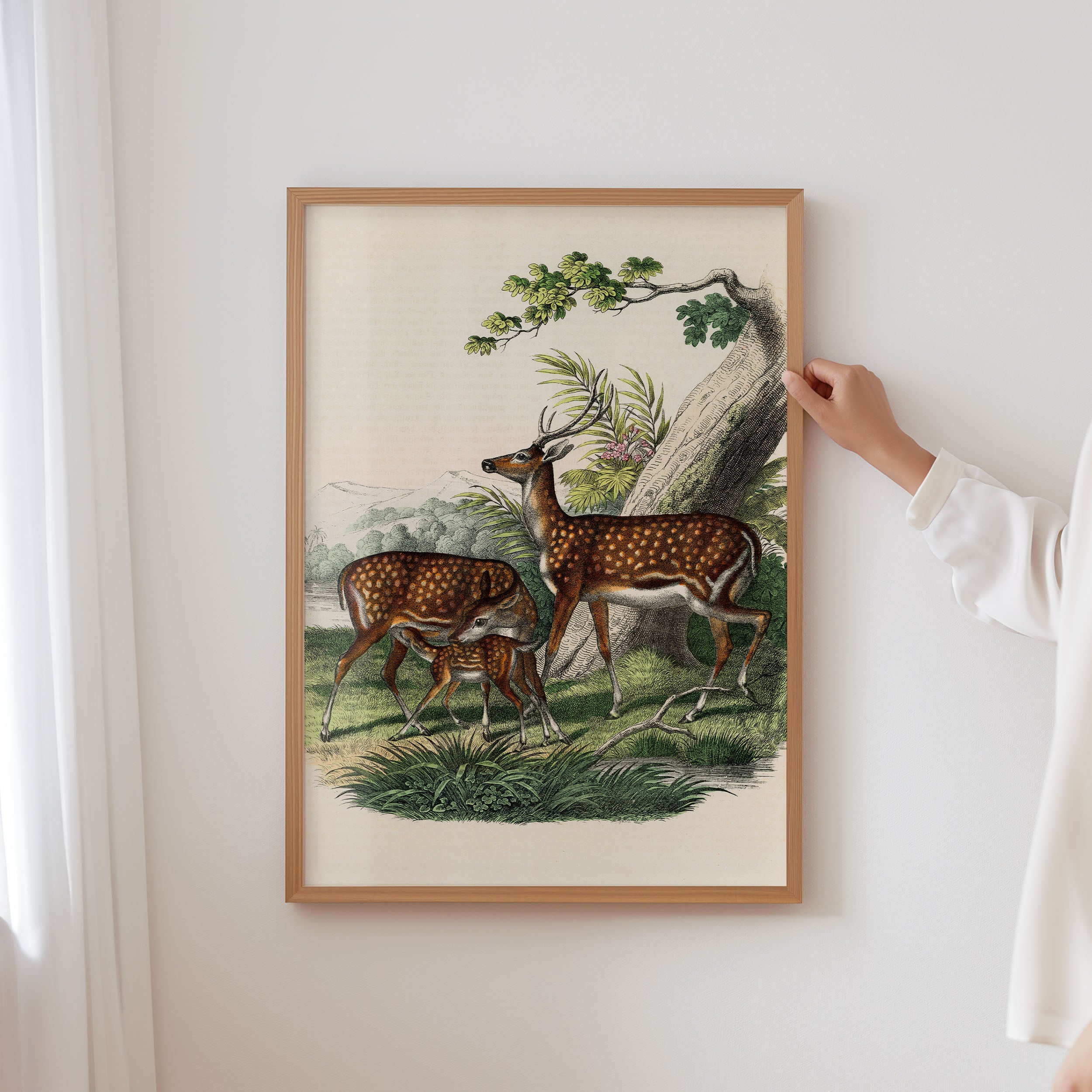 family of deer