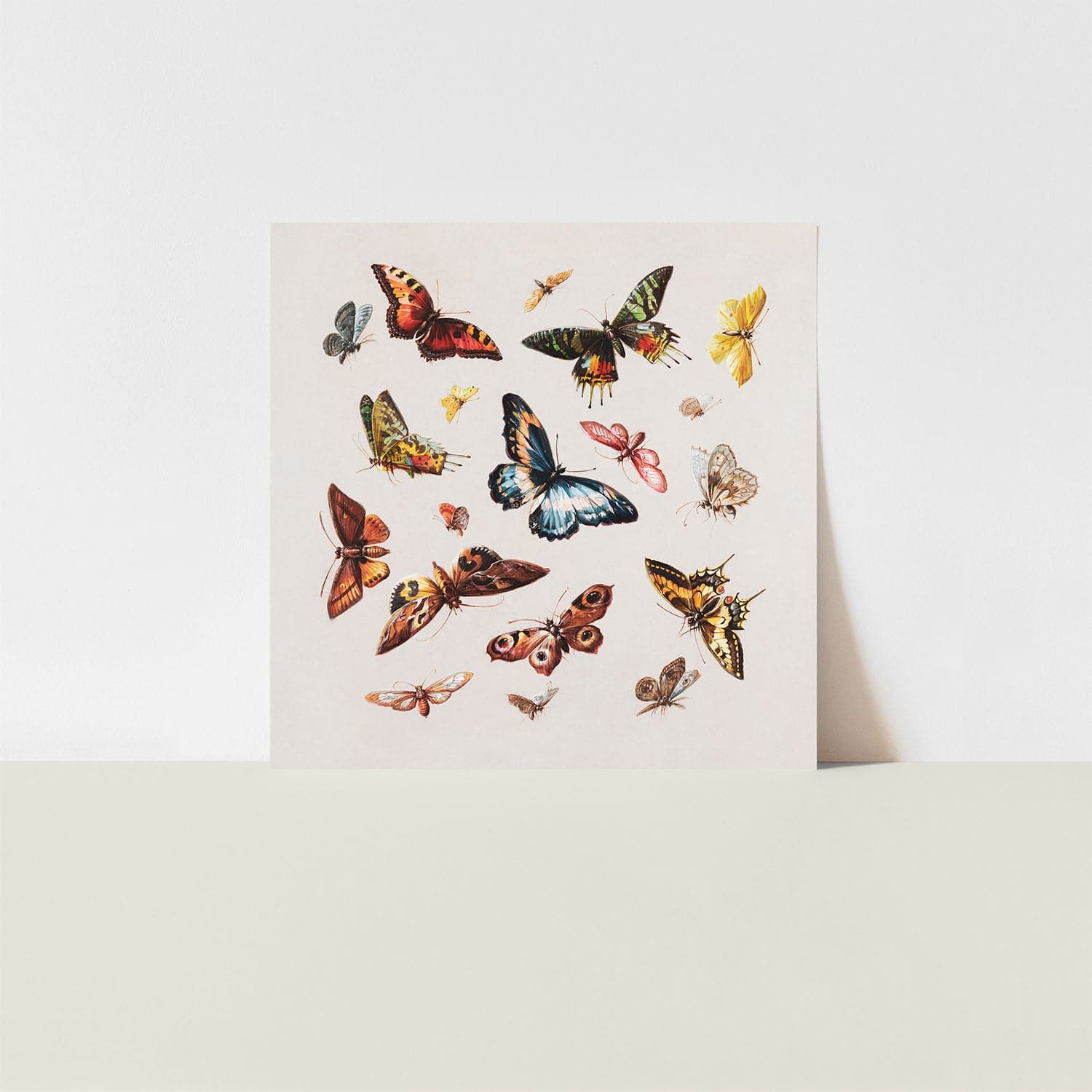 butterflies