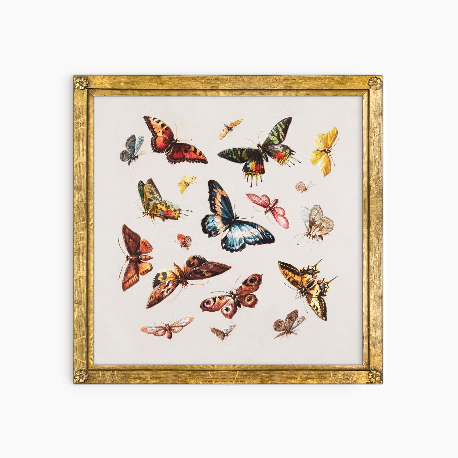 butterflies