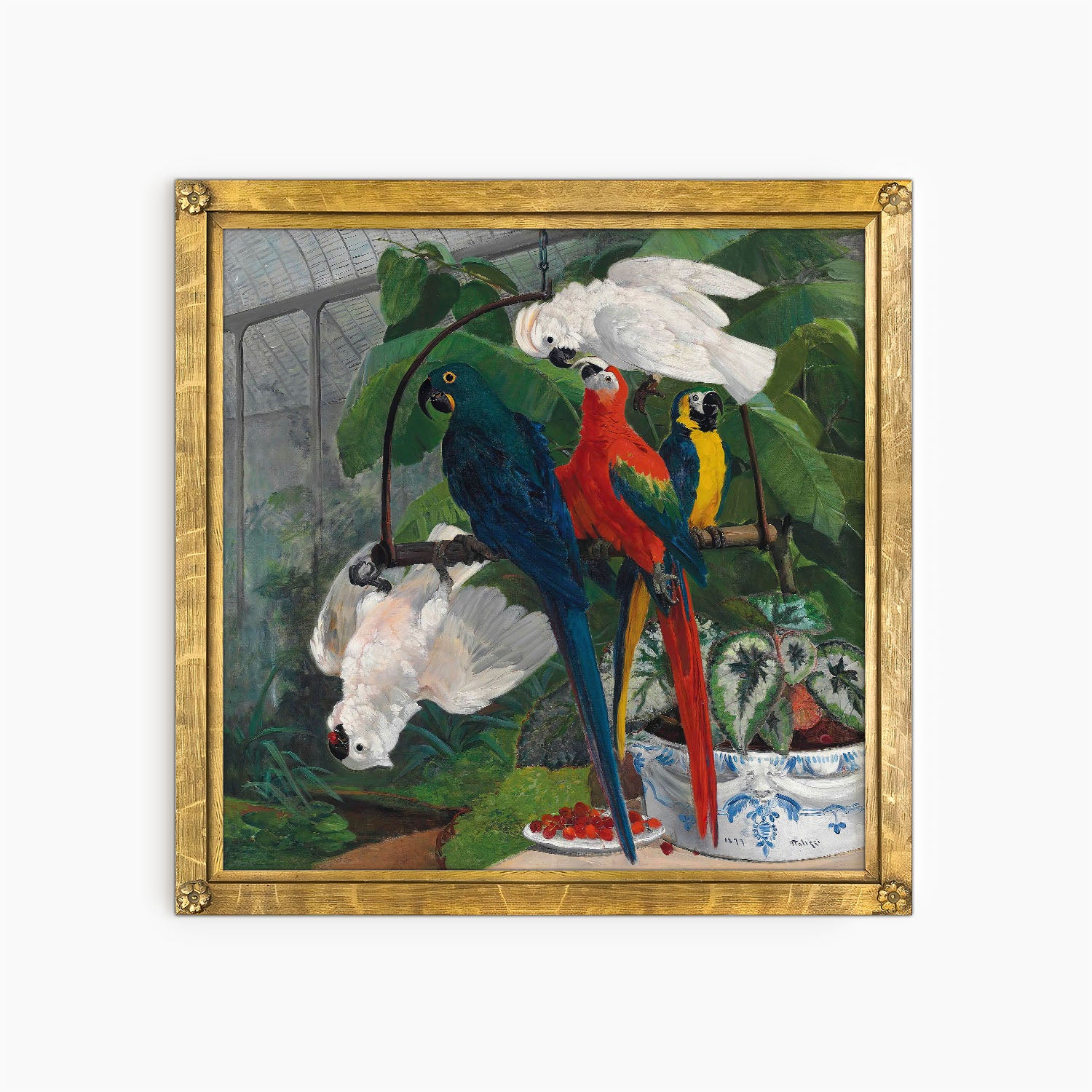 parrots