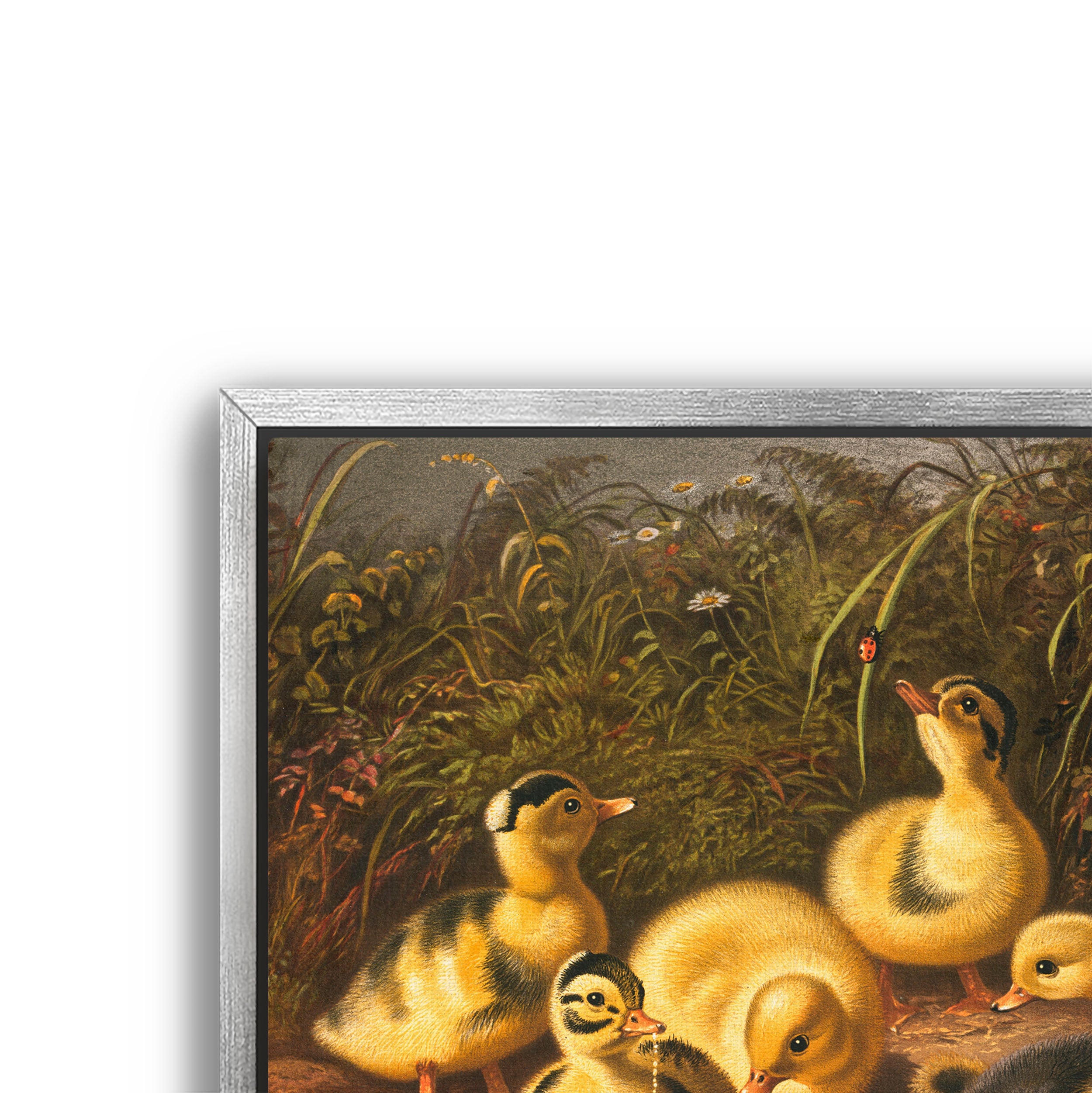 the ducklings