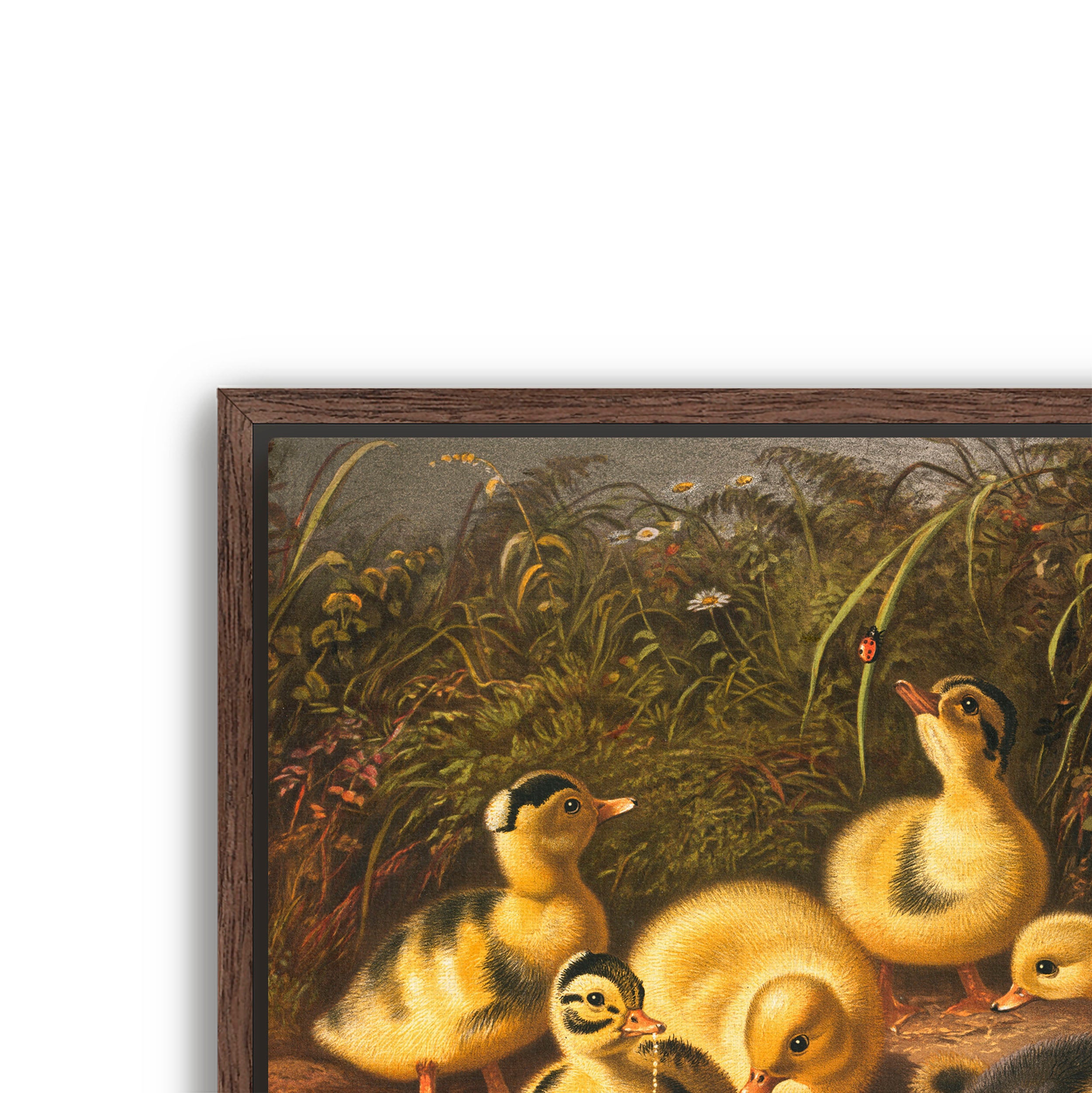 the ducklings
