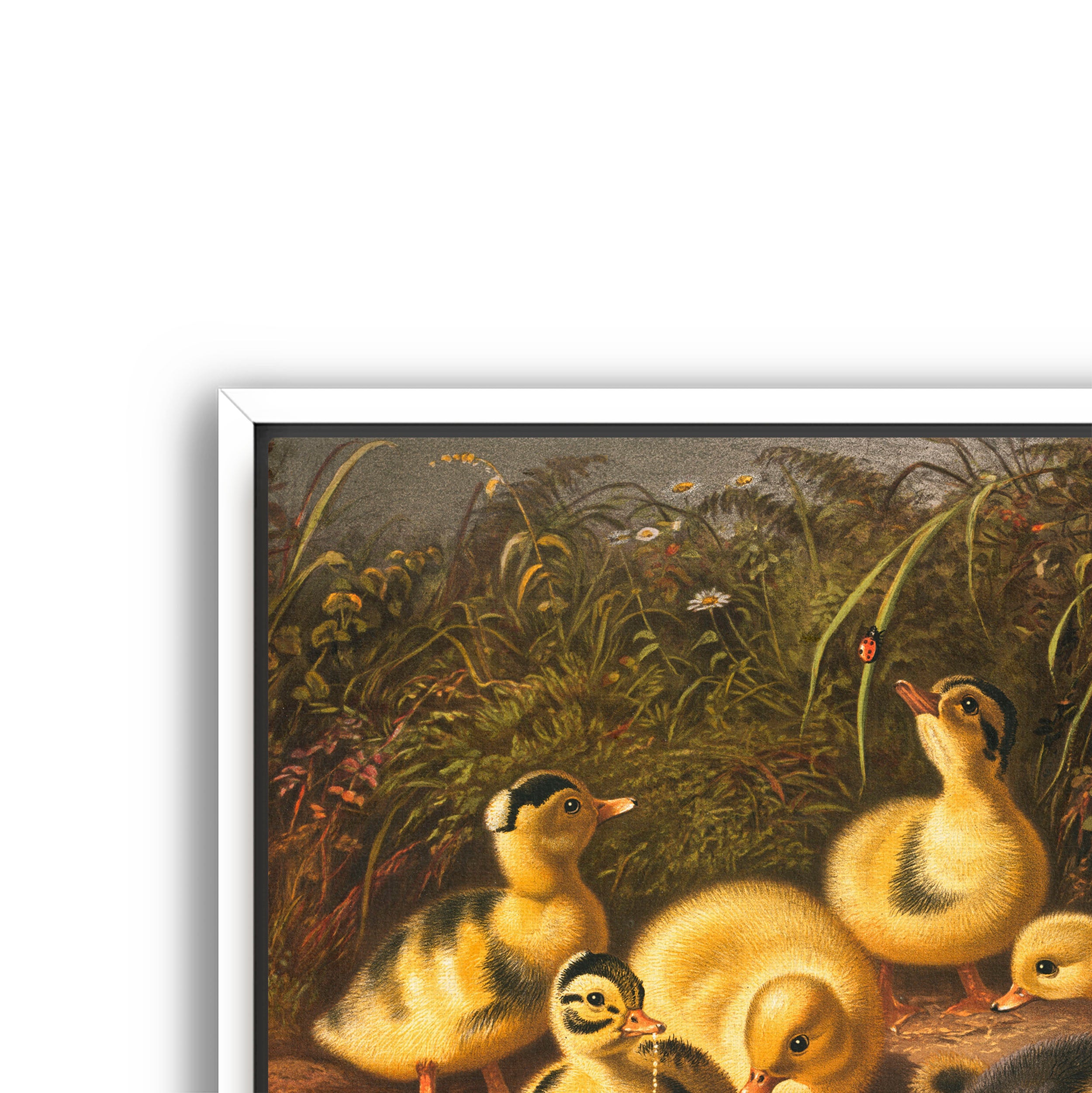 the ducklings