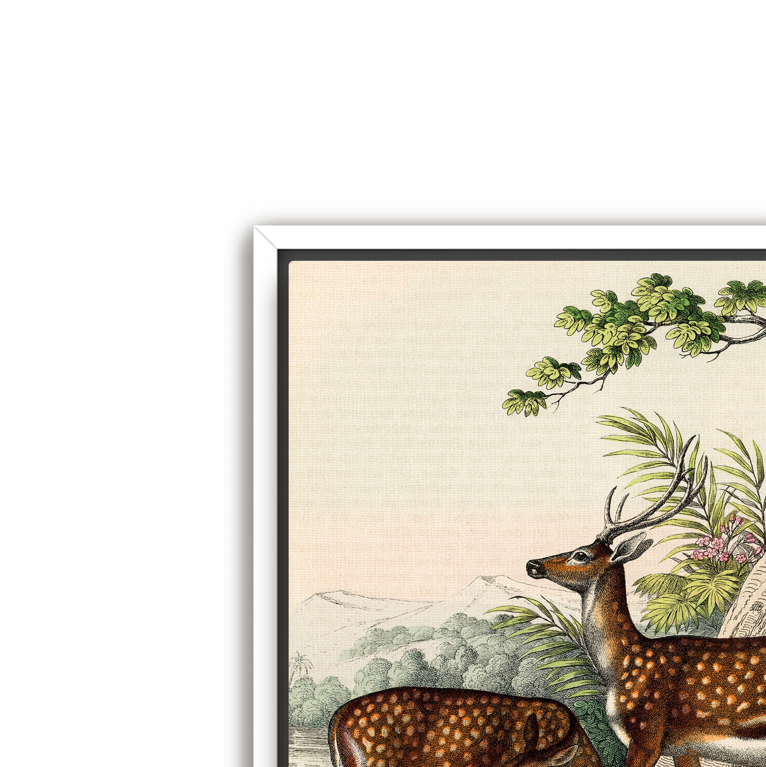 family of deer