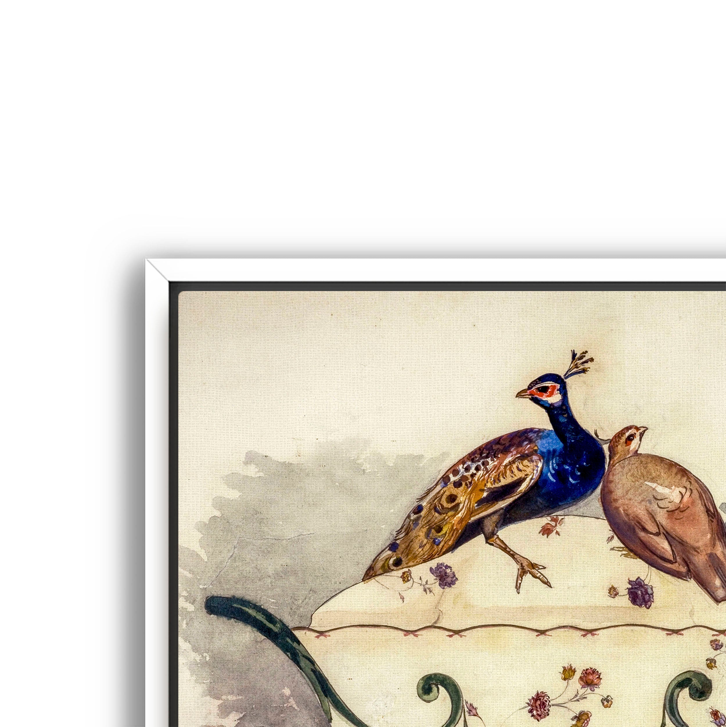 fine pheasant